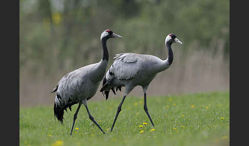 Kranich (Grus grus)