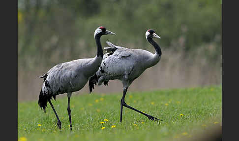 Kranich (Grus grus)
