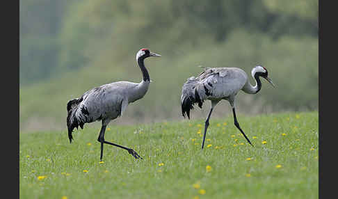 Kranich (Grus grus)