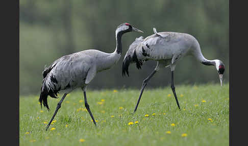 Kranich (Grus grus)