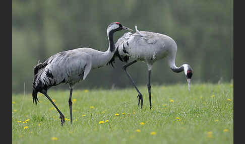 Kranich (Grus grus)