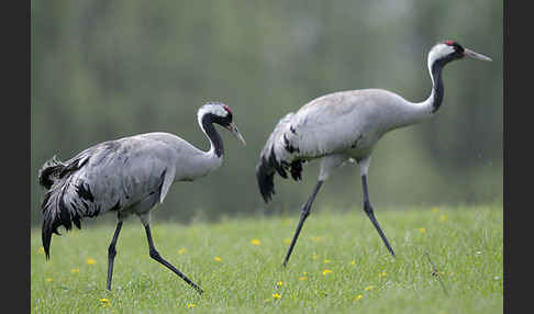 Kranich (Grus grus)