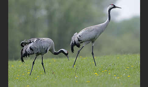 Kranich (Grus grus)