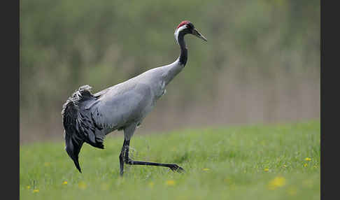 Kranich (Grus grus)