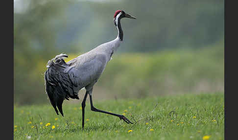 Kranich (Grus grus)