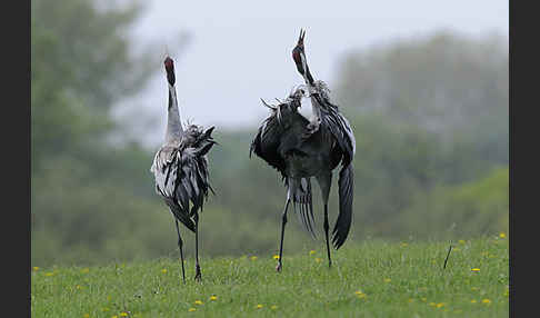 Kranich (Grus grus)