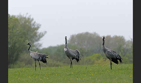 Kranich (Grus grus)