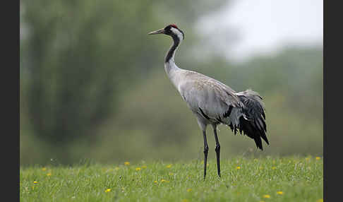 Kranich (Grus grus)