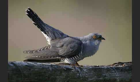 Kuckuck (Cuculus canorus)