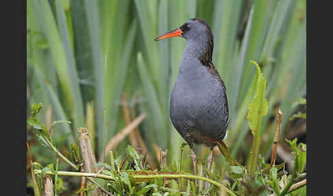 Wasserralle (Rallus aquaticus)