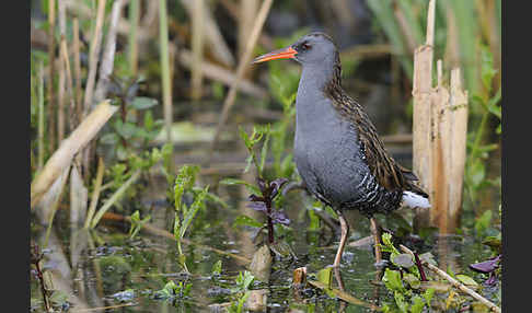 Wasserralle (Rallus aquaticus)