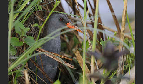 Wasserralle (Rallus aquaticus)