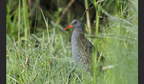 Wasserralle (Rallus aquaticus)