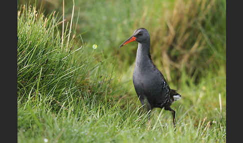 Wasserralle (Rallus aquaticus)