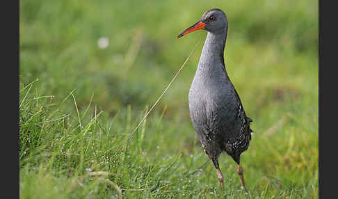 Wasserralle (Rallus aquaticus)