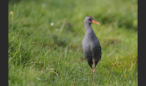 Wasserralle (Rallus aquaticus)