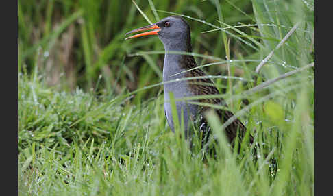 Wasserralle (Rallus aquaticus)