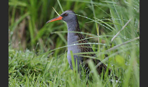 Wasserralle (Rallus aquaticus)