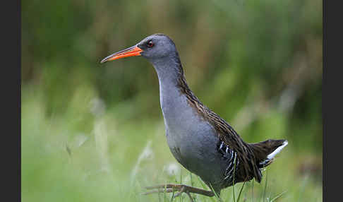 Wasserralle (Rallus aquaticus)