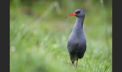 Wasserralle (Rallus aquaticus)