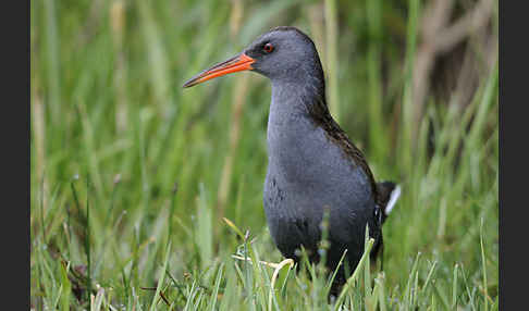 Wasserralle (Rallus aquaticus)