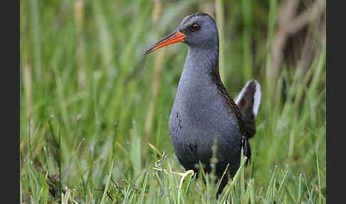 Wasserralle (Rallus aquaticus)