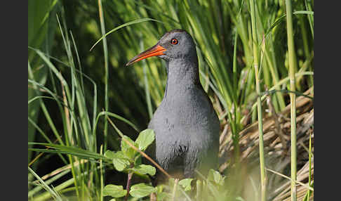 Wasserralle (Rallus aquaticus)