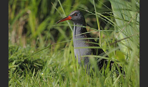 Wasserralle (Rallus aquaticus)