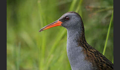 Wasserralle (Rallus aquaticus)