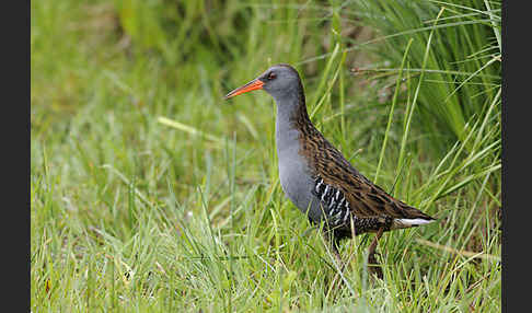 Wasserralle (Rallus aquaticus)