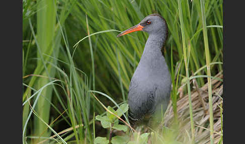 Wasserralle (Rallus aquaticus)