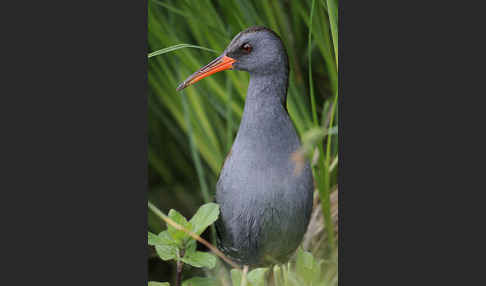 Wasserralle (Rallus aquaticus)