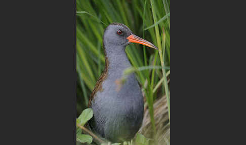 Wasserralle (Rallus aquaticus)