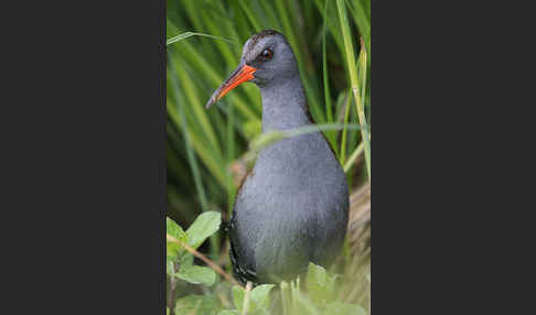 Wasserralle (Rallus aquaticus)