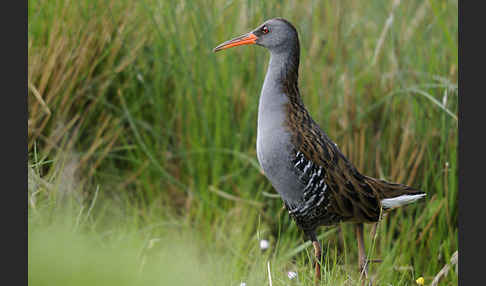 Wasserralle (Rallus aquaticus)