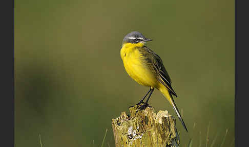 Wiesenschafstelze (Motacilla flava)