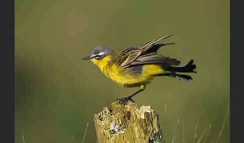 Wiesenschafstelze (Motacilla flava)