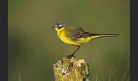 Wiesenschafstelze (Motacilla flava)