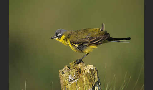 Wiesenschafstelze (Motacilla flava)