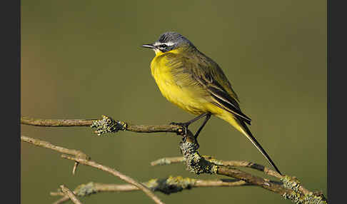 Wiesenschafstelze (Motacilla flava)