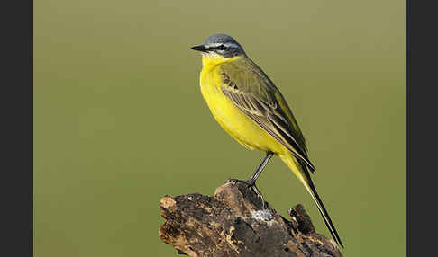 Wiesenschafstelze (Motacilla flava)