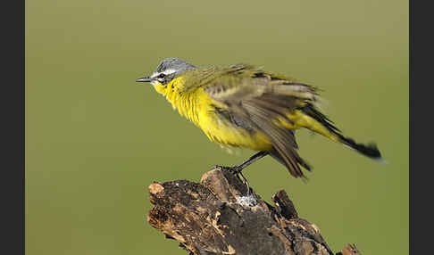 Wiesenschafstelze (Motacilla flava)