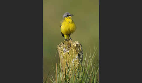 Wiesenschafstelze (Motacilla flava)