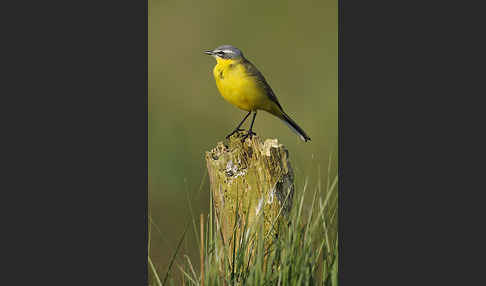 Wiesenschafstelze (Motacilla flava)