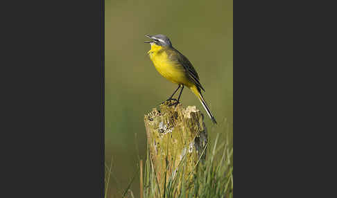 Wiesenschafstelze (Motacilla flava)