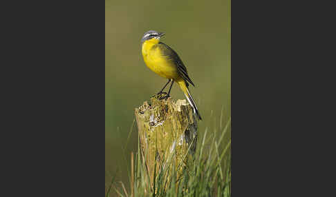 Wiesenschafstelze (Motacilla flava)