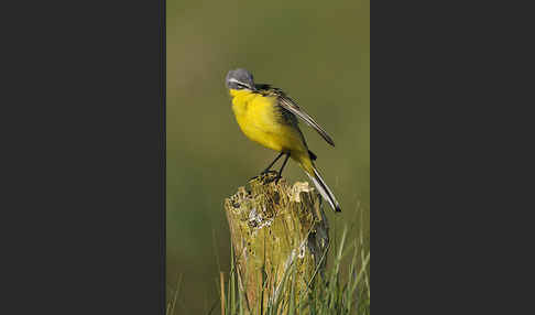 Wiesenschafstelze (Motacilla flava)