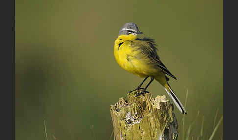 Wiesenschafstelze (Motacilla flava)