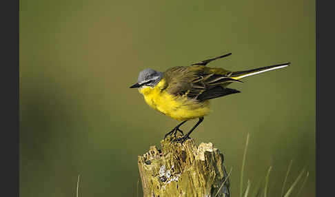 Wiesenschafstelze (Motacilla flava)