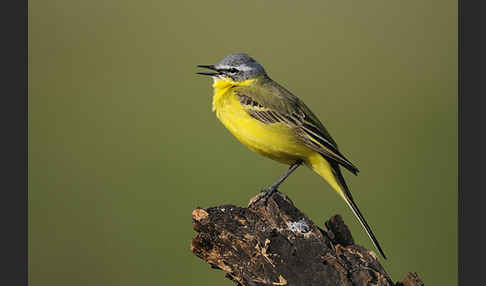 Wiesenschafstelze (Motacilla flava)